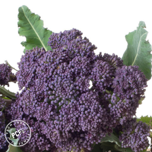 Untitled (2048 x 2048 px) (1080 x 1080 px) (300 x 300 px)-4